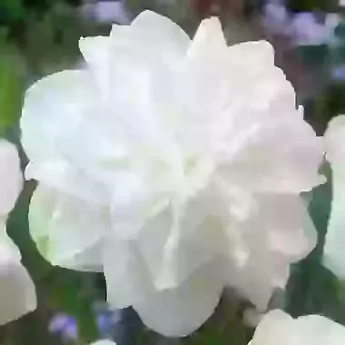 White Medal